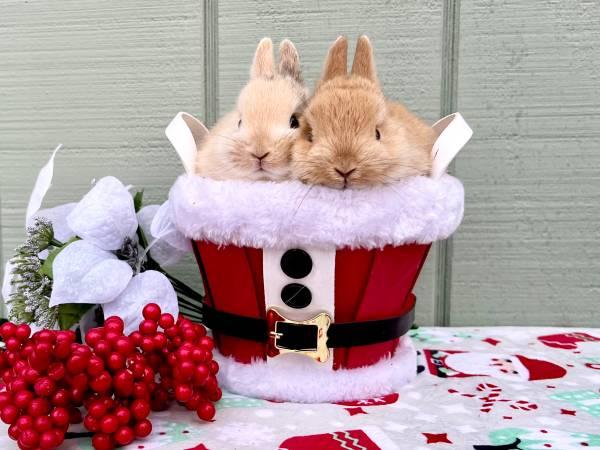 Netherland Dwarf Christmas baby bunnies