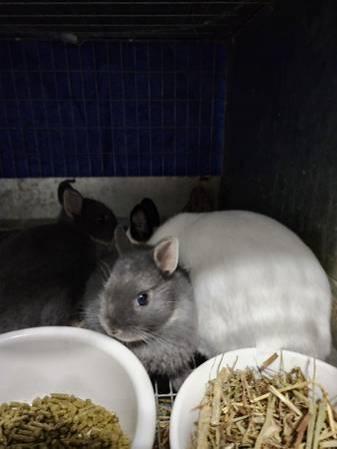 Netherland Dwarf baby bunnies, healthy,  super sweet,