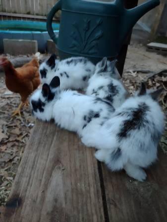 Purebred Lionhead baby bunny rabbits for sale