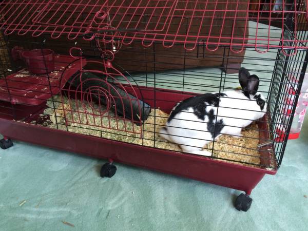 Free Bunny rabbit