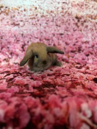 Baby Bunny Rabbit Holland Lop Mini Lops Netherland Dwarf Tiny Bunnies