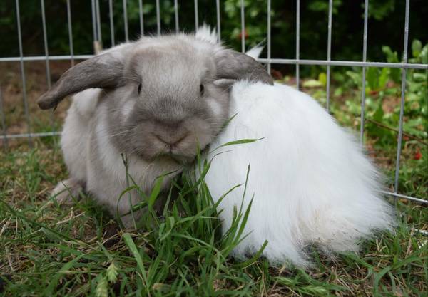 Lop Eared and Lionhead male bunnies rabbits and cage