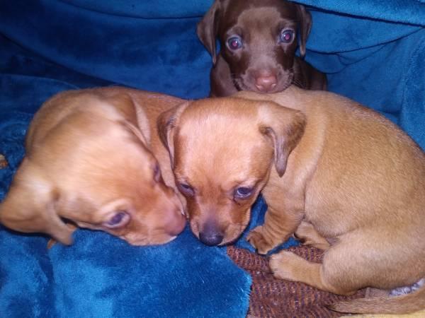 Rehoming chiweenie puppies!