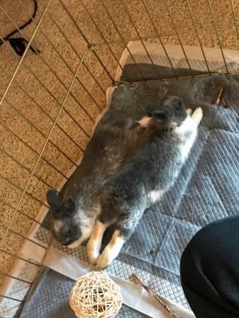 Male & Female Bunny Rabbits $75 (care items included)