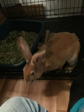 Two mail rabbits $20