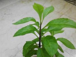 Gynura Procumbens AKA Diabetes Plant Cutting