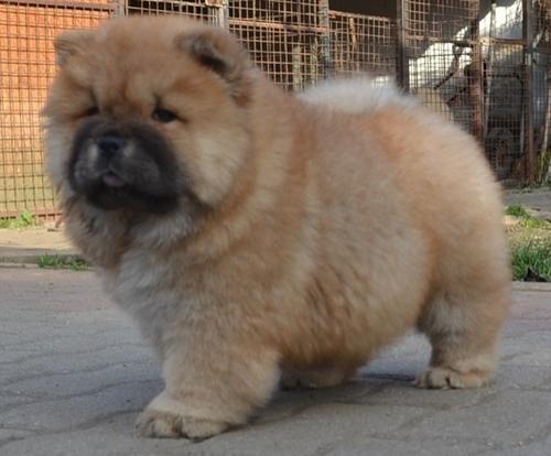 flashy chow chow puppies for sale $500