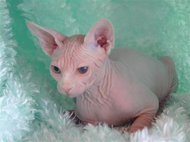 Cute Sphynx Kittens for sale
