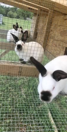 Show/Meat rabbits and cage $300obo