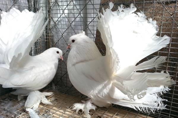 Young Indian Fantail Pigeon Pair.jpg
