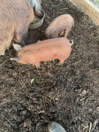 pigs berkshire duroc feeder pig.jpg