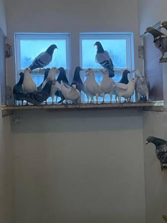 Homing Pigeons For Sale.jpg